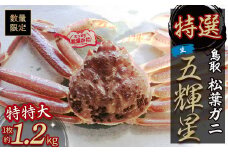 【魚倉】五輝星 生 松葉ガニ （特特大1.2kg） 数量限定品 松葉ガニ カニ ズワイガニ カニ爪 冷蔵 かにしゃぶ カニ刺身 タグ付き 新鮮 特大