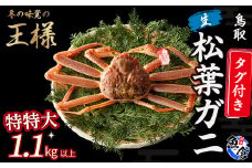 【先行予約】【魚倉】タグ付き生松葉ガニ（特特大1.1kg以上） 松葉ガニ カニ カニ爪 タグ付き かにしゃぶ カニ刺身 冷蔵 ズワイガニ 期間限定 国産 鳥取県 倉吉市