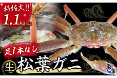 【先行予約】【魚倉】足１本なし生松葉ガニ（特特大1.1kg以上） 訳あり 松葉ガニ カニ ズワイガニ カニ爪 冷蔵 かにしゃぶ カニ刺身 ずわいがに 国産 わけあり 足欠け 足かけ 特大 鮮度抜群 鳥取県 倉吉市