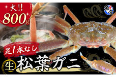 今だけ限定価格！【11月より値上げ】【魚倉】足１本なし生松葉ガニ（大800g） 訳あり 松葉ガニ カニ ズワイガニ カニ爪 冷蔵 かにしゃぶ カニ刺身 国産 わけあり 足欠け 足かけ 鮮度抜群 限定価格 限定寄付額 値上対象 鳥取県 倉吉市