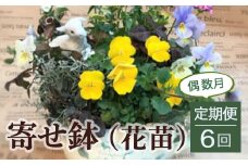 寄せ鉢（花苗）6回定期便＜偶数月＞ 花 花苗 寄せ植え グリーン 鳥取県 倉吉市