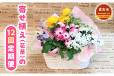 寄せ植え（花苗）の12回定期便　お花 ギフト