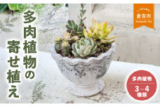 多肉植物の寄せ植え M ギフト 観葉植物 多肉植物 寄せ植え 鳥取県 倉吉市