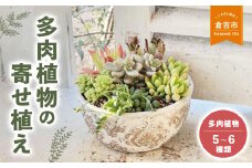 多肉植物の寄せ植え L ギフト 観葉植物 多肉植物 寄せ植え 鳥取県 倉吉市