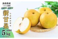 【先行予約・数量限定】ハウス新甘泉 鳥取県産 5kg （生橋農園） 梨 鳥取 5kg 果物 フルーツ 和梨 先行予約 数量限定 詰め合わせ 新甘泉 甘い