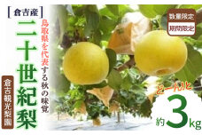 二十世紀梨【倉吉産】3kg（倉吉観光梨園） 鳥取 梨 果物 フルーツ 和梨 先行予約 数量限定 詰め合わせ 二十世紀梨 20世紀梨 甘い 人気