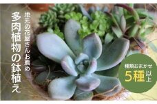【チトのゆび】地元の花屋さんお薦めの多肉植物 Aセット 花 多肉 植物 おすすめ ギフト 鉢植え
