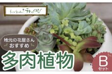 【チトのゆび】地元の花屋さんお薦めの多肉植物 Bセット 多肉植物 寄せ植え グリーン おまかせ 鳥取県 倉吉市
