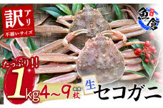 今だけ限定価格！【11月より値上げ】【魚倉】（生）不揃いサイズ 訳ありたっぷり1kgセット セコガニ（親ガニ、せいこがに） カニ ズワイガニ カニ爪 訳あり わけあり 冷蔵 かにしゃぶ カニ刺身 ずわいがに 鮮度抜群 国産 高級 足欠け 足かけ 限定価格 限定寄付額 値上対象 鳥取県 倉吉市