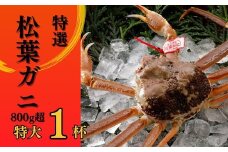 【2025年２月・３月発送】 特撰 松葉がに 【タグ付き】 800g超の大きいサイズ 特大1杯 活物 ※着日指定不可 松葉ガニ カニ ズワイガニ カニ爪 冷蔵 かにしゃぶ カニ刺身 NA_M_0801_I