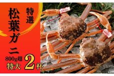 【2025年２月・３月発送】 特撰 松葉がに 【タグ付き】 800g超の大きいサイズ 特大2杯 活物  ※着日指定不可 松葉ガニ カニ ズワイガニ カニ爪 冷蔵 かにしゃぶ カニ刺身