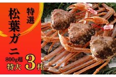 【2025年２月・３月発送】 特撰 松葉がに 【タグ付き】 800g超の大きいサイズ 特大3杯 活物 ※着日指定不可 松葉ガニ カニ ズワイガニ カニ爪 冷蔵 かにしゃぶ カニ刺身 