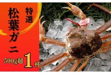 【2025年２月・３月発送】 特撰 松葉がに 【タグ付き】 500g超 お手頃サイズ 1杯 活物 松葉ガニ カニ ズワイガニ カニ爪 冷蔵 かにしゃぶ カニ刺身