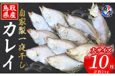 【魚倉】 カレイの自家製一夜干し 10枚 （計2kg） カレイ エテカレイ カレイ一夜干し カレイセット 大サイズカレイ 鳥取県産 冷蔵 一夜干し