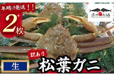 【赤碕町漁業協同組合】 『 訳あり 』松葉ガニ（生）年明け発送 着日指定不可 松葉ガニ カニ ズワイガニ カニ爪 冷蔵 かにしゃぶ カニ刺身 ずわいがに 鮮度抜群 国産 高級 鳥取県 倉吉市