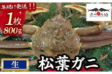 【赤碕町漁業協同組合】 松葉ガニ（生）1枚800g 年明け発送 着日指定不可 松葉ガニ カニ ズワイガニ カニ爪 冷蔵 かにしゃぶ カニ刺身 ずわいがに 鮮度抜群 国産 高級 鳥取県 倉吉市