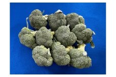 【10月中旬～12月上旬発送】倉吉市朝どれブロッコリー（3kg）