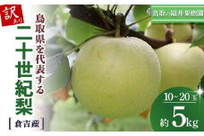 【訳あり】　二十世紀梨 5kg（10～20玉） 倉吉産 福井果樹園 二十世紀梨 20世紀梨 梨 なし ナシ ブランド梨 果物 フルーツ 和梨 数量限定