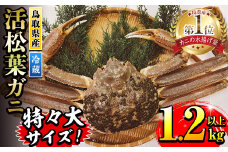 ＜先行予約受付中！11月中旬～3月中旬発送予定＞＜期間限定＞活松葉ガニ 特々大 1.2kg以上【sm-BE003】【川口商店】