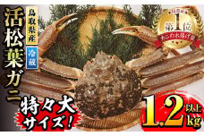 ＜先行予約受付中！11月中旬～3月中旬発送予定＞＜期間限定＞活松葉ガニ 特々大 1.2kg以上【sm-BE003】【川口商店】