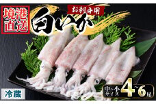 ＜平日着＞＜数量限定・7月～9月上旬配送予定＞お刺身用白いか(4～6尾)【sm-AA015-A】【いたくら】