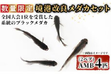 ＜数量限定＞境港改良メダカセット(4匹・2ペア)【sm-CI001】【あらしまやメダカ】