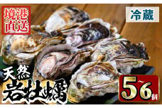 ＜土日祝着＞＜6月中旬～7月上旬頃順次配送＞今が旬！天然岩牡蠣(5～6個)【sm-AA012-B】【いたくら】