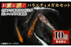 ＜数量限定＞お楽しみ！バラエティメダカセット(10匹)【sm-CI002】【あらしまやメダカ】