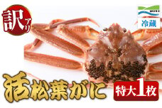 ＜11月中旬～2月下旬配送予定＞＜訳あり・足欠け＞鳥取県産活松葉がに(特大1枚)【sm-AM013】【モリイ食品】