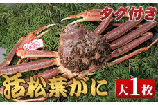 ＜11月中旬～2月下旬配送予定＞＜タグ付き＞鳥取県産活松葉がに(大1枚)【sm-AM012】【モリイ食品】