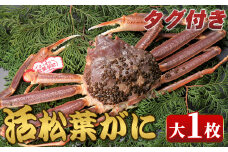 ＜11月中旬～2月下旬配送予定＞＜タグ付き＞鳥取県産活松葉がに(大1枚)【sm-AM012】【モリイ食品】