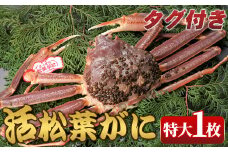 ＜11月中旬～2月下旬配送予定＞＜タグ付き＞鳥取県産活松葉がに(特大1枚)【sm-AM015】【モリイ食品】