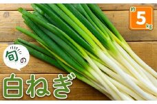 ＜先行予約受付中！11月上旬～3月下旬発送予定＞白ねぎ(約5kg)【sm-DI004】【大原茂美】