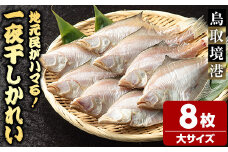 一夜干しかれい 大サイズ！(8枚)【sm-DG005-B】【木村鮮魚店】