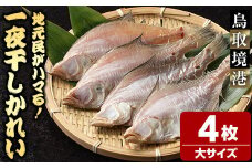一夜干しかれい 大サイズ！(4枚)【sm-DG005-A】【木村鮮魚店】