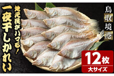 一夜干しかれい 大サイズ！(12枚)【sm-DG005-C】【木村鮮魚店】