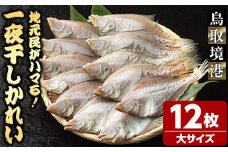 一夜干しかれい 大サイズ！(12枚)【sm-DG005-C】【木村鮮魚店】
