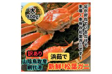 【訳あり】浜茹で！松葉ガニ（大）800g 鳥取網代港 岩美 松葉がに ズワイガニ  かに カニ 日本海【さかなや新鮮組】【22021】