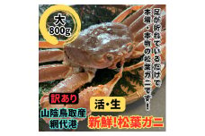 【訳あり】活！松葉ガニ（大）800g 鳥取網代港 岩美 松葉がに ズワイガニ かに カニ カニ鍋 かにすき日本海【さかなや新鮮組】【22022】