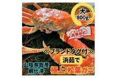 【ブランドタグ付】浜茹で！極上松葉ガニ（大）800g 鳥取網代港 岩美 松葉がに ズワイガニ かに カニ 日本海【さかなや新鮮組】【22023】