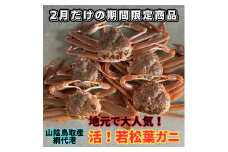 【22036】鳥取網代港　地元で大人気　活！若松葉ガニ（中5枚）岩美 松葉がに ずわいがに かに カニ 日本海【さかなや新鮮組】