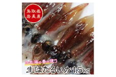 【21006】鳥取県岩美産 生ほたるいか 1.5kg｜鳥取 岩美町 日本海 イカ ホタルイカ 魚貝類