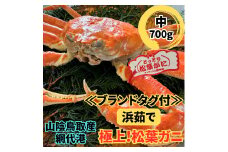 【ブランドタグ付】浜茹で！極上松葉ガニ（中）700g 鳥取網代港 鳥取 岩美 松葉がに かに ズワイガニ【さかなや新鮮組】【22027】