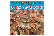鳥取網代港 ≪幻のエビ≫朝獲れ！活モサエビ ｜鳥取 岩美 えび 海老【さかなや新鮮組】発送は2026年2月～【23003】