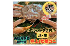 【ブランドタグ付】活！極上松葉ガニ（中）700g 鳥取網代港 鳥取 岩美 松葉がに かに ズワイガニ 冬の味覚【さかなや新鮮組】【22028】