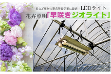 【81004】花卉照明 「早咲きジオライト」２４個