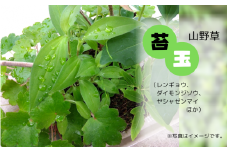 【77006】苔玉（１点もの）レンギョウ ダイモンジソウ ヤシャゼンマイほか