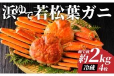 【先行予約】鳥取県岩美町特産 若松葉ガニ姿茹で 4枚セット【22044】