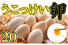 烏骨鶏！薬膳鶏の自然な恵み！卵20個セット｜鳥取 たまご うこっけい【33001】