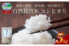 【2025新米先行予約】自然栽培米こしひかり（玄米）５kg｜鳥取 岩美 岩美町産 お米 こめ 玄米 無農薬 無肥料 新米 先行予約 早期予約【31009】